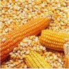 Premium Grade AAA Corn
